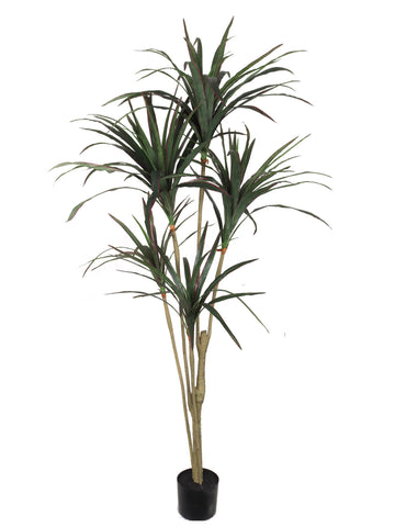 5' Artificial Dracaena Marginata in Pot - Realistic Indoor Greenery for Home & Office Decor Pack of 2, Floral Home by Artificial Flowers
